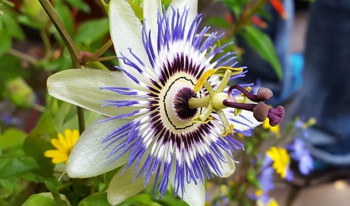 Plantas trepadoras para jardineras – Flor de la pasión