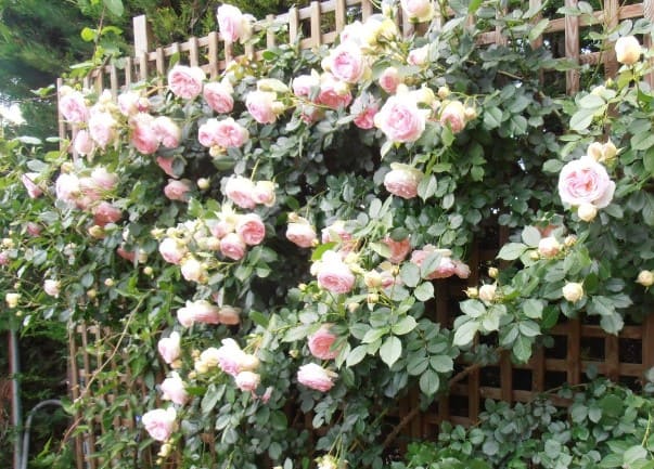 rosal trepador en pérgola de jardín